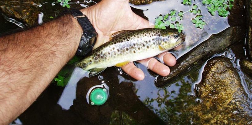 Pesca con buldo en aguas bajas