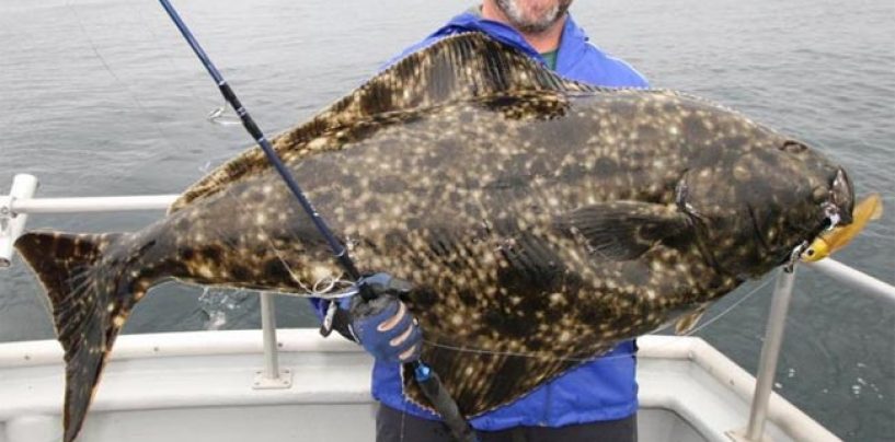 Viajes de pesca: La pesca de halibuts en Alaska (III)