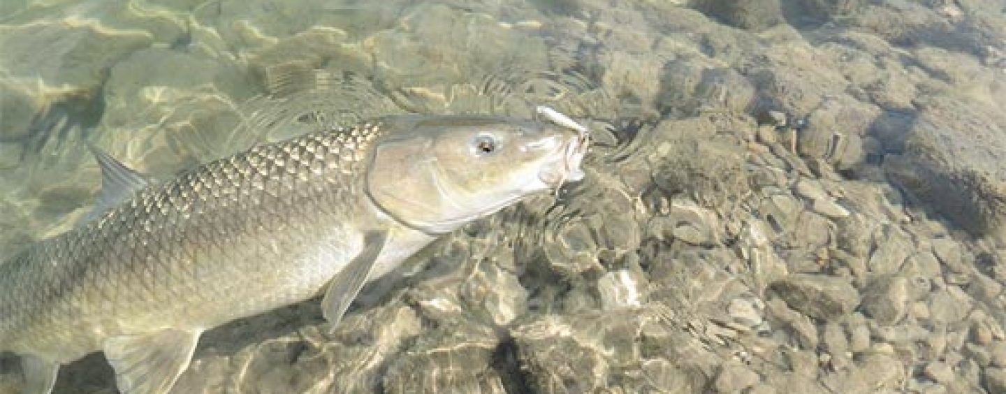 Pesca de Barbos desde pato: Una introducción a sus ventajas