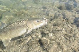 Pesca de Barbos desde pato: Una introducción a sus ventajas