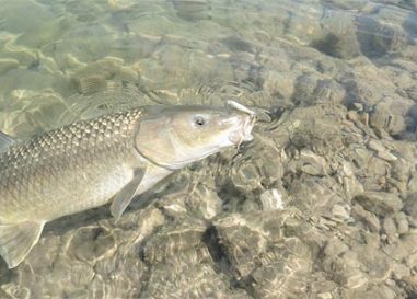 Pesca de Barbos desde pato: Una introducción a sus ventajas