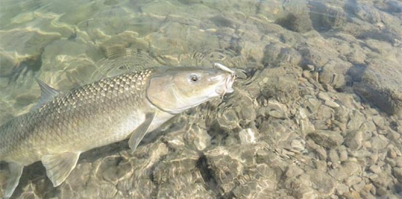 Pesca de Barbos desde pato: Una introducción a sus ventajas