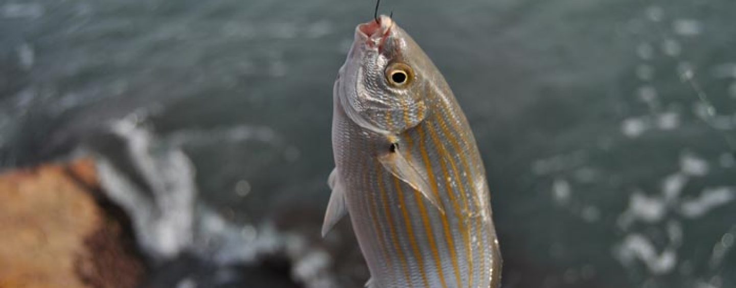 La hierba, ova o lechuga de mar: un manjar para las salpas