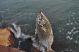 La hierba, ova o lechuga de mar: un manjar para las salpas