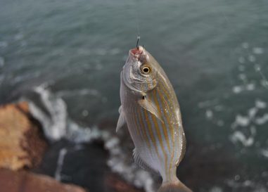 La hierba, ova o lechuga de mar: un manjar para las salpas