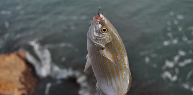 La hierba, ova o lechuga de mar: un manjar para las salpas