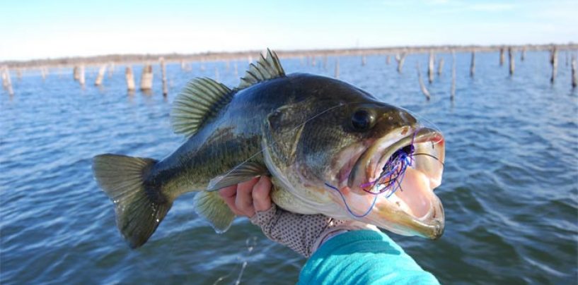 Cómo localizar los black bass en los días más fríos