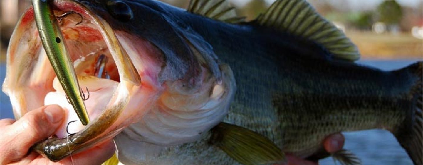 La pesca del Black Bass cuando llega el frío