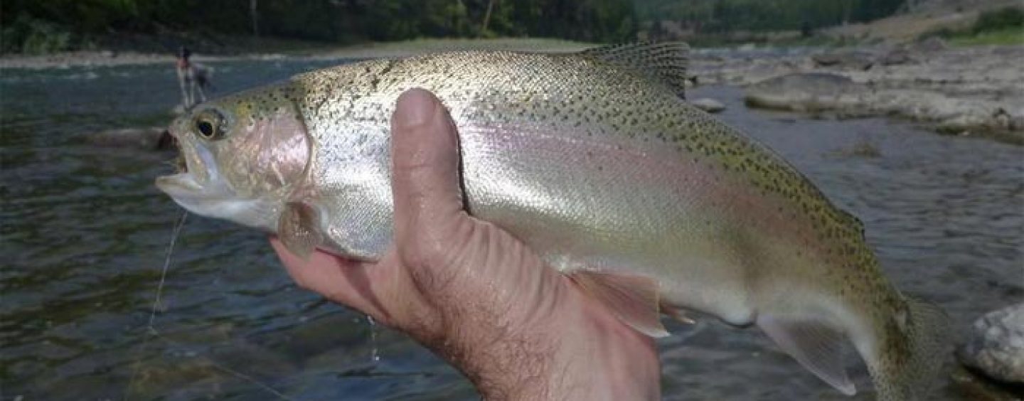 La pesca de la trucha en Montana (III): El río Clark Fork