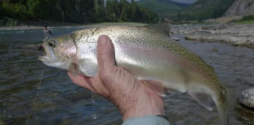 La pesca de la trucha en Montana (III): El río Clark Fork