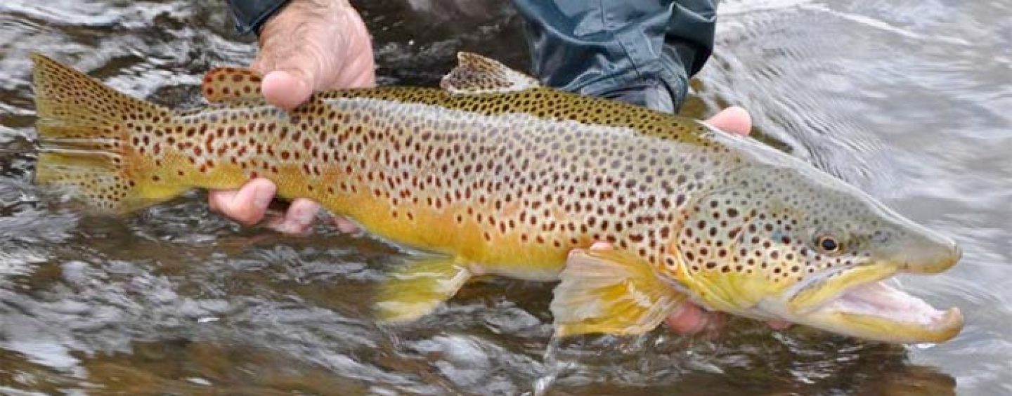 La pesca de la trucha en Montana (I): El río blackfoot, los tramos altos