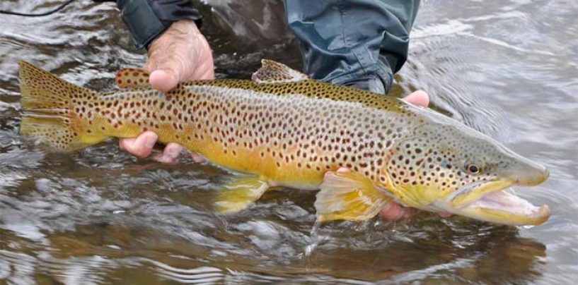 La pesca de la trucha en Montana (I): El río blackfoot, los tramos altos