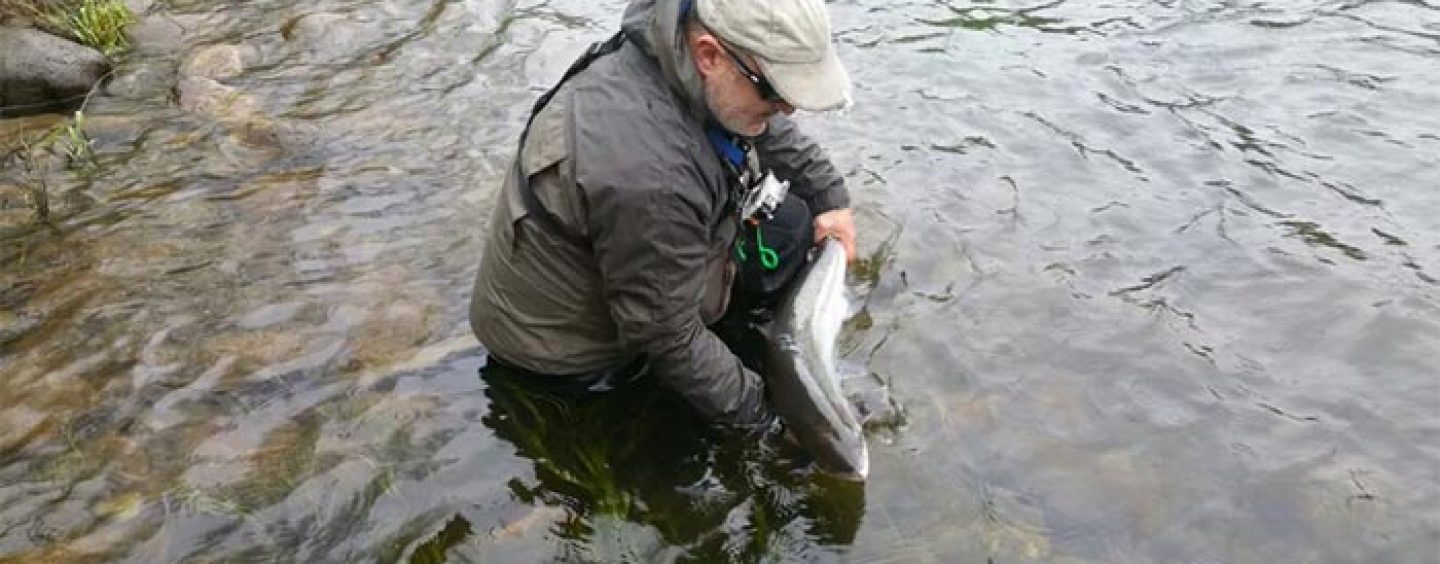 Sobre la desapercibida y criticada apertura de la temporada de la pesca de salmón sin muerte en Asturias