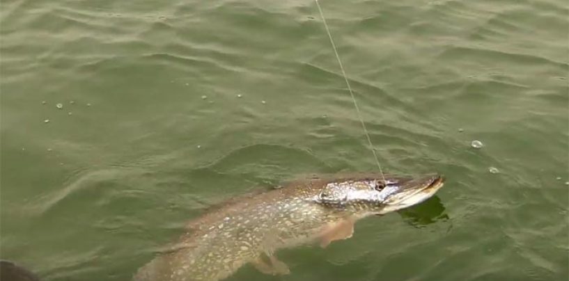 Vídeo de pesca: Grandes lucios con cucharilla