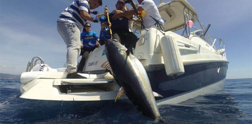 Ciencia, investigación y deporte se aúnan en la Garmin Great Tuna Race