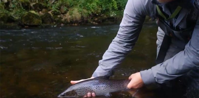 Vídeo de pesca: Reos con ninfa