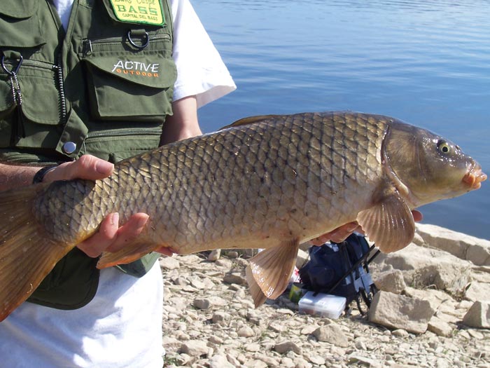 pesca a spinning de ciprínidos carpa