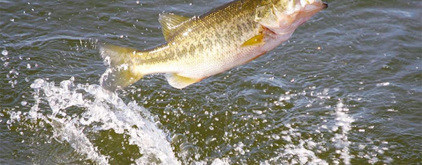 Vídeo y consejos de pesca: La pesca del black bass en junio