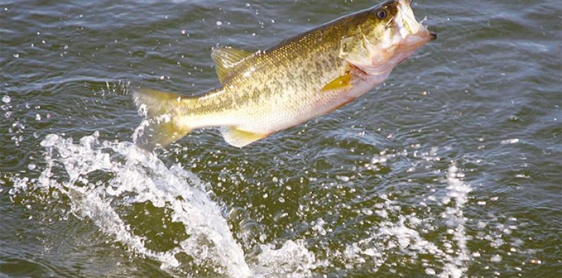 Vídeo y consejos de pesca: La pesca del black bass en junio