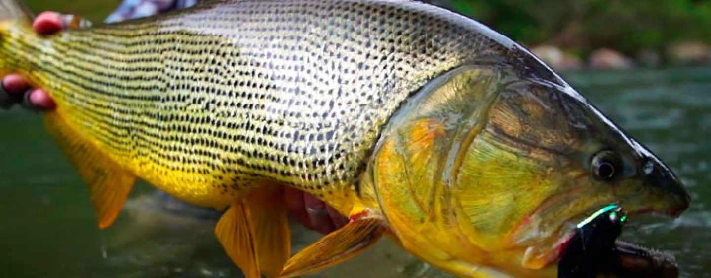 En busca de el dorado: pesca del depredador más deseado de Sudamérica