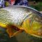 En busca de el dorado: pesca del depredador más deseado de Sudamérica