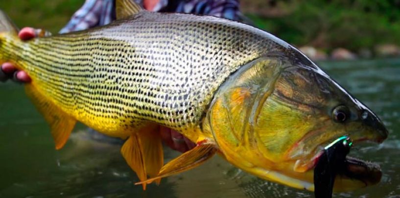 En busca de el dorado: pesca del depredador más deseado de Sudamérica