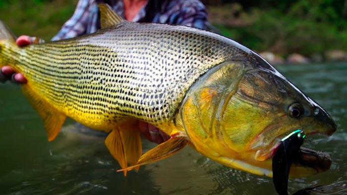 En busca de el dorado: pesca del depredador más deseado de | Revista de pesca deportiva – Coto de PeZca