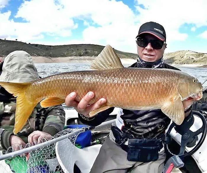 pesca a spinning de ciprínidos barbo