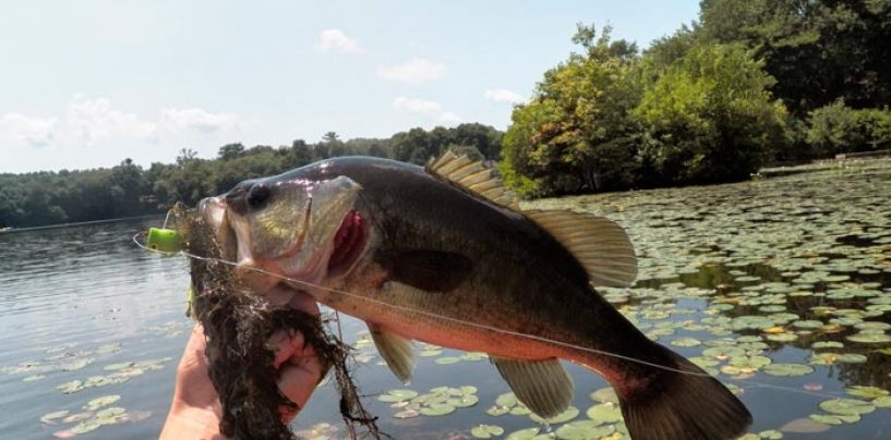 La pesca del black bass con poppers en verano