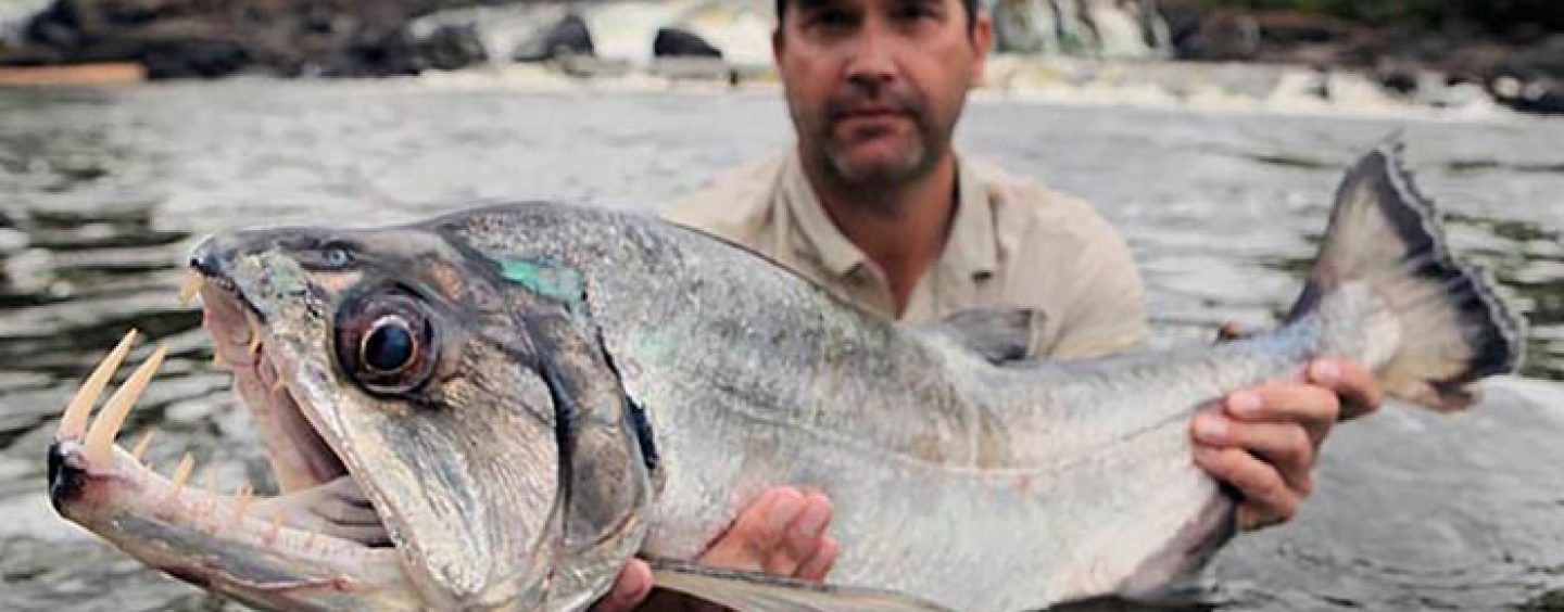 Pesca de payaras a spinning, el depredador sudamericano que te pondrá a prueba