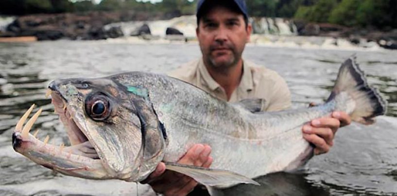 Pesca de payaras a spinning, el depredador sudamericano que te pondrá a prueba