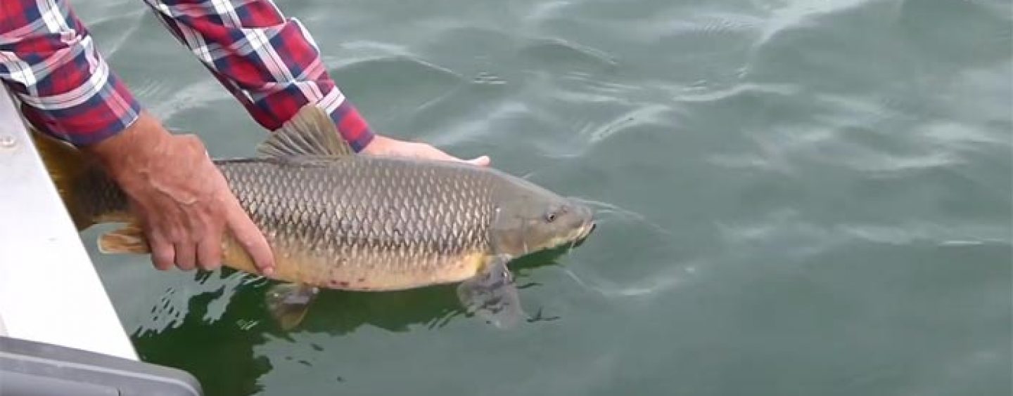 Vídeo de pesca: Barbos con cucharilla ondulante