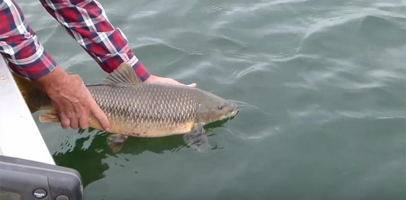 Vídeo de pesca: Barbos con cucharilla ondulante