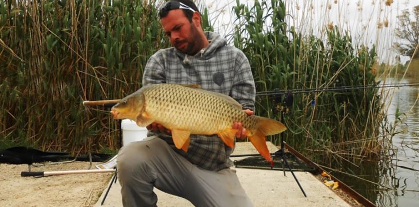 Carpfishing en el Delta del Ebro