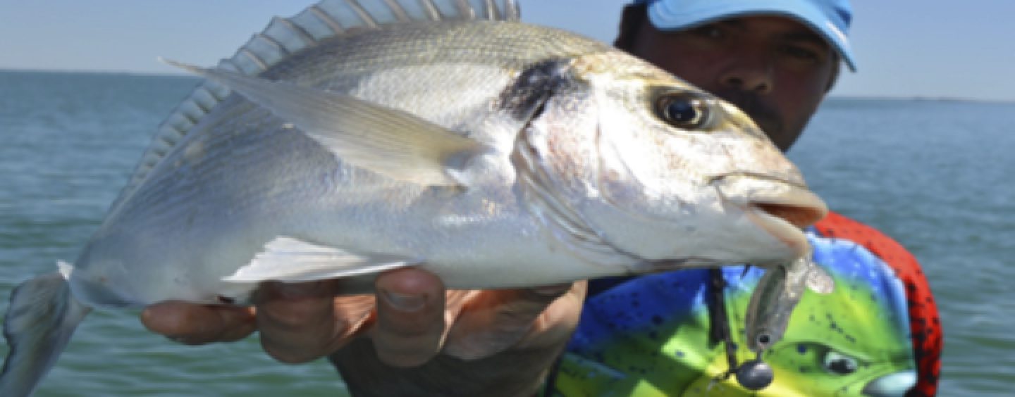 Conoce los puntos clave para la pesca de doradas a spinning, la gran desconocida