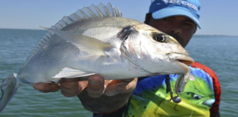 Conoce los puntos clave para la pesca de doradas a spinning, la gran desconocida