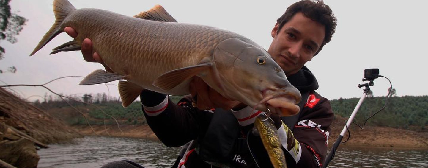 Todas las claves para la pesca de barbos a spinning