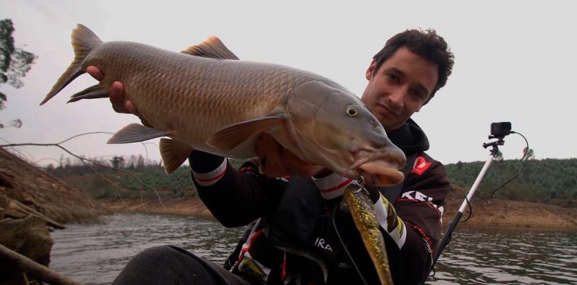 Todas las claves para la pesca de barbos a spinning