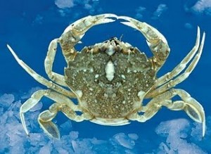 cebos de pesca Calavereta cebos de pesca Calavereta