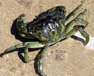 cebos de pesca Cangrejo verde cebos de pesca Cangrejo verde