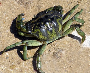 cebos de pesca Cangrejo verde