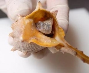 cebos de pesca Cañailla cebos de pesca Cañailla