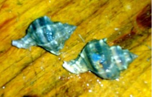 cebos de pesca Corneta cebos de pesca Corneta