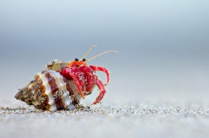 cebos de pesca Ermitaño cebos de pesca Ermitaño