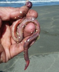 cebos de pesca Gusano americano cebos de pesca Gusano americano