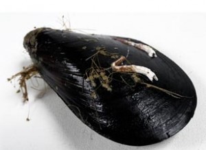 cebos de pesca Mejillón cebos de pesca Mejillón